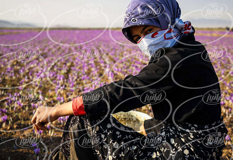 فروش زعفران سحرخیز در تهران با قیمت عالی