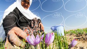 فروش زعفران سحرخیز در تهران با قیمت عالی