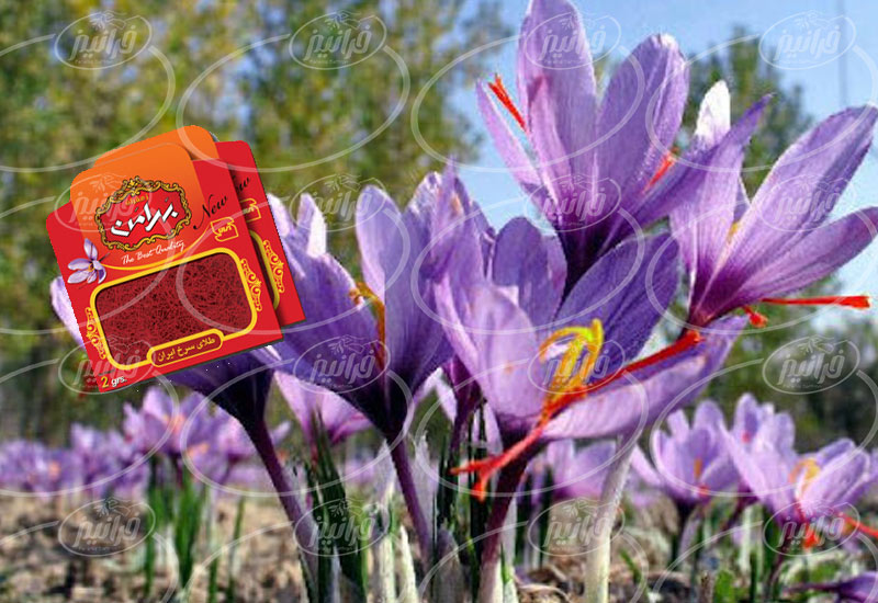 قیمت زعفران 2 گرمی بهرامن برای مصارف خانگی