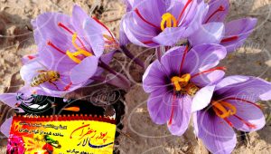 خدمات ۲۴ ساعته جهت خرید پودر زعفران سالار